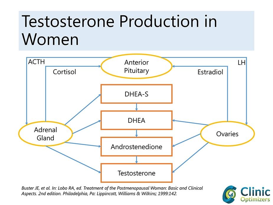 testosterone in women
