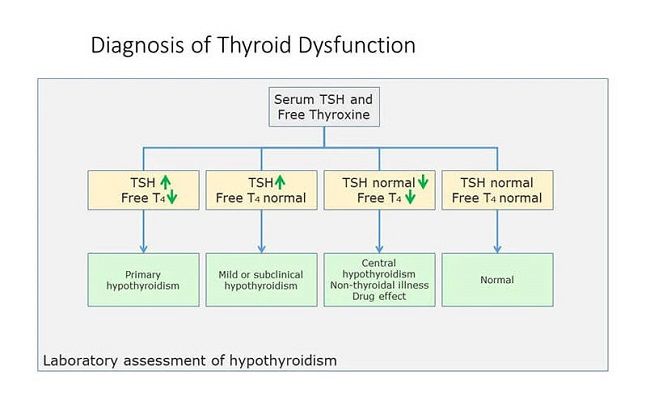 Thyroid panel tests
